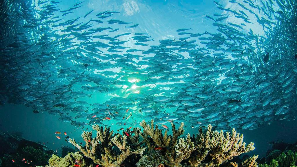 DET POSITIVE: Beskyttede havområder sikrer bevarelse af havmiljøet. I 2018 var 16 % (22 millioner km 2 ) havområder underlagt beskyttelse, hvilket er mere end fordobling siden 2010.