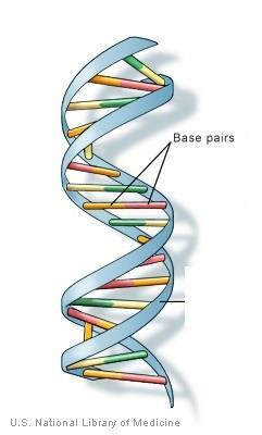 Arv Arv bestemmes af arveanlæg = gener Gener er lavet af et kemisk stof der hedder
