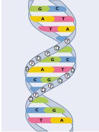 Generne er samlet på kromosomer.