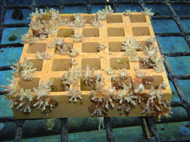 Side 2 af 8 sider O 2 -udskillelse (nmol/cm 3 /s) 35 30 25 ikke-bleget koral 20 15 10 5 0 0 200 400 600 800 1000 1200 bleget koral Lysintensitet (µmol fotoner/m 2 /s) Figur 2.