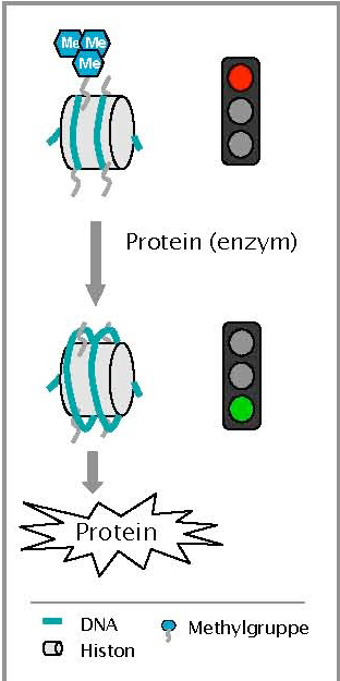 Kromatinets tætte struktur forhindrer altså, at gener aflæses. Først når strukturen er løsnet, bliver generne tilgængelige for aflæsning, og de pågældende proteiner kan produceres.