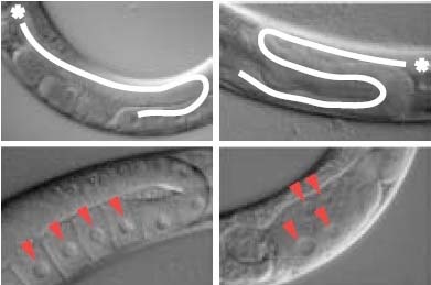Figur 4: Til venstre ses et normalt udviklet kønsorgan hos rundormen C. elegans Bemærk den ensartede fordeling af ægcellerne.