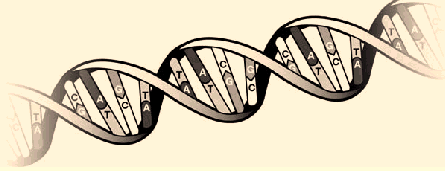 Teoretisk baggrund DNA - struktur, funktion, placering, egenskaber - kort fortalt. Deoxyribonuclein acid (DNA) er et macromolekyle, som findes i stort set alle levende celler.