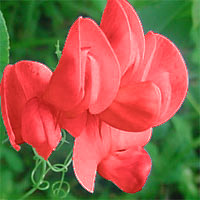 Opgave 20 / 20 Hos en plante findes der både røde og hvide blomster. Blomstens farve styres af et genpar. Genet forekommer i to udgaver: R er dominant gen for røde blomster.
