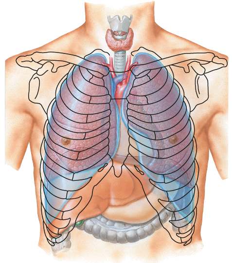 Makroskopisk anatomi, 2. sem. Lektion 14 Side 5 af 5 8. Hvor på thorax projiceres ostierne ved indløb og udløb fra hhv højre og venstre ventrikel, og hvor høres hjertelydene herfra tydeligst?