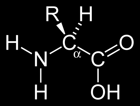 -aminosyrer Nabo-C-atomet til syregruppen (-COOH) kaldes et -carbon.