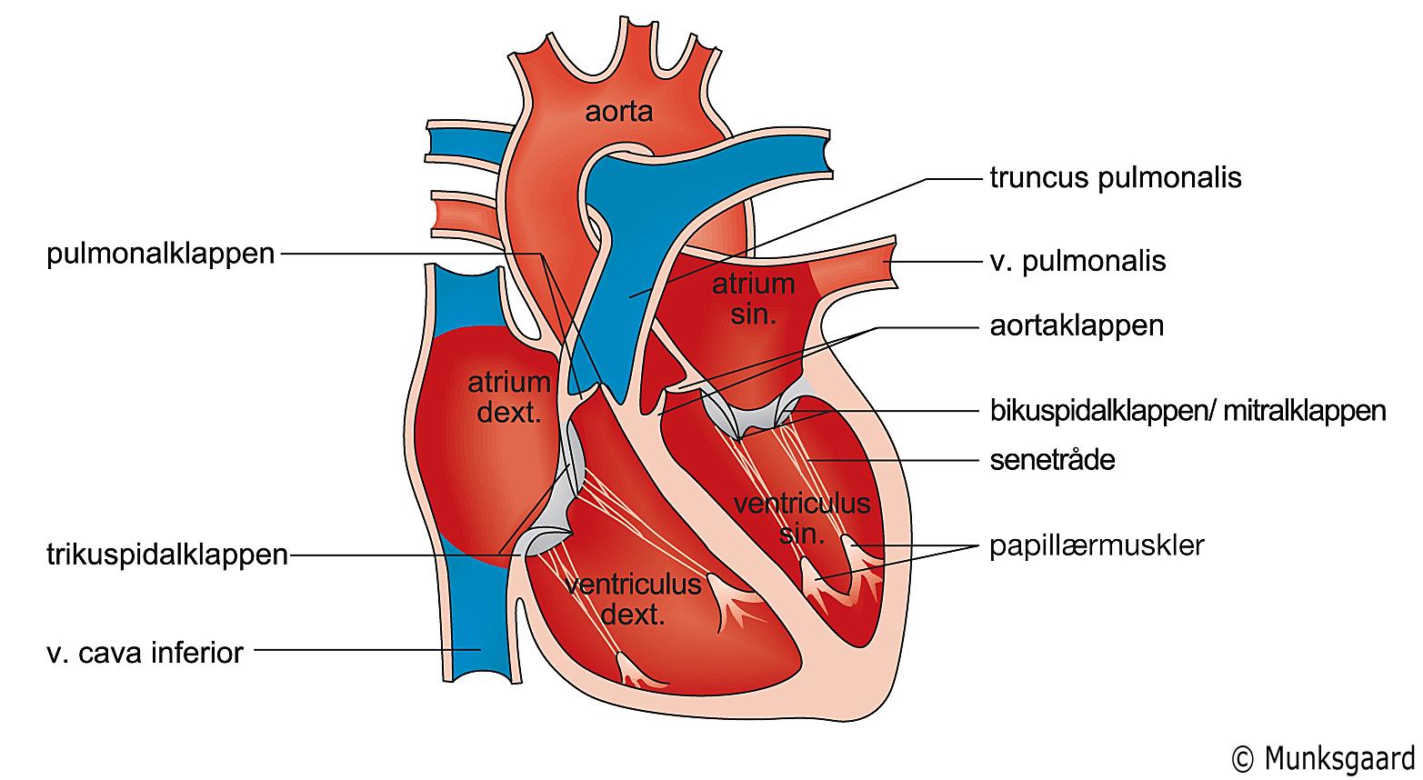 c) Benævn de markerede strukturer på figuren af det gennemskårede hjerte med tilhørende kar. (Dext. betyder højre og sin. betyder venstre).