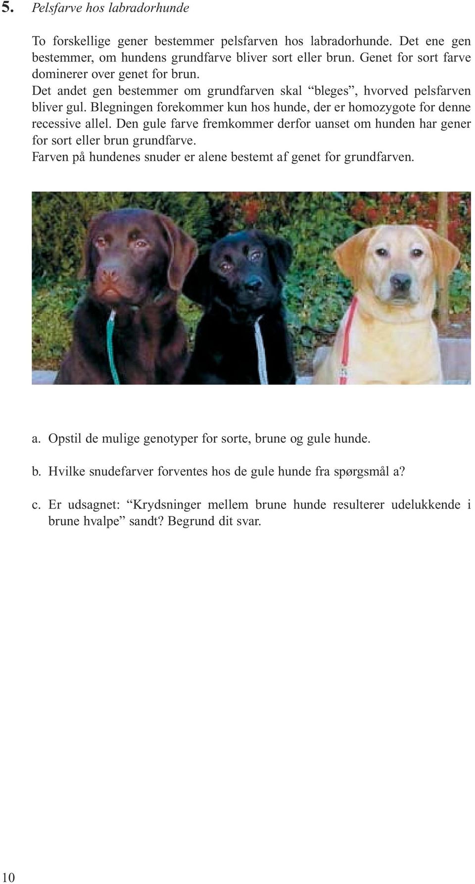 Blegningen forekommer kun hos hunde, der er homozygote for denne recessive allel. Den gule farve fremkommer derfor uanset om hunden har gener for sort eller brun grundfarve.