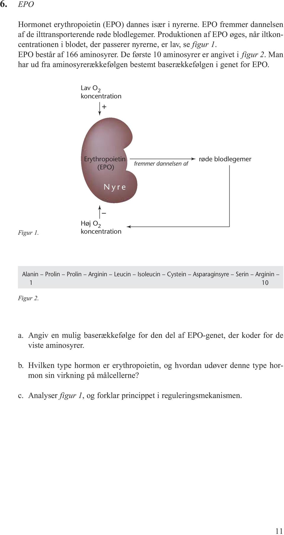 Man har ud fra aminosyrerækkefølgen bestemt baserækkefølgen i genet for EPO. Lav O 2 koncentration + Erythropoietin (EPO) fremmer dannelsen af røde blodlegemer yre Figur 1.