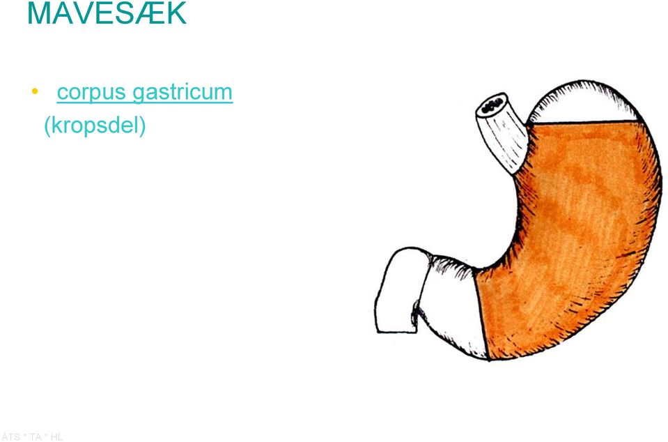 gastricum