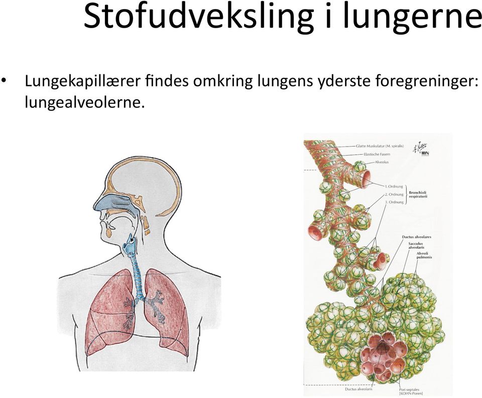 omkring lungens yderste