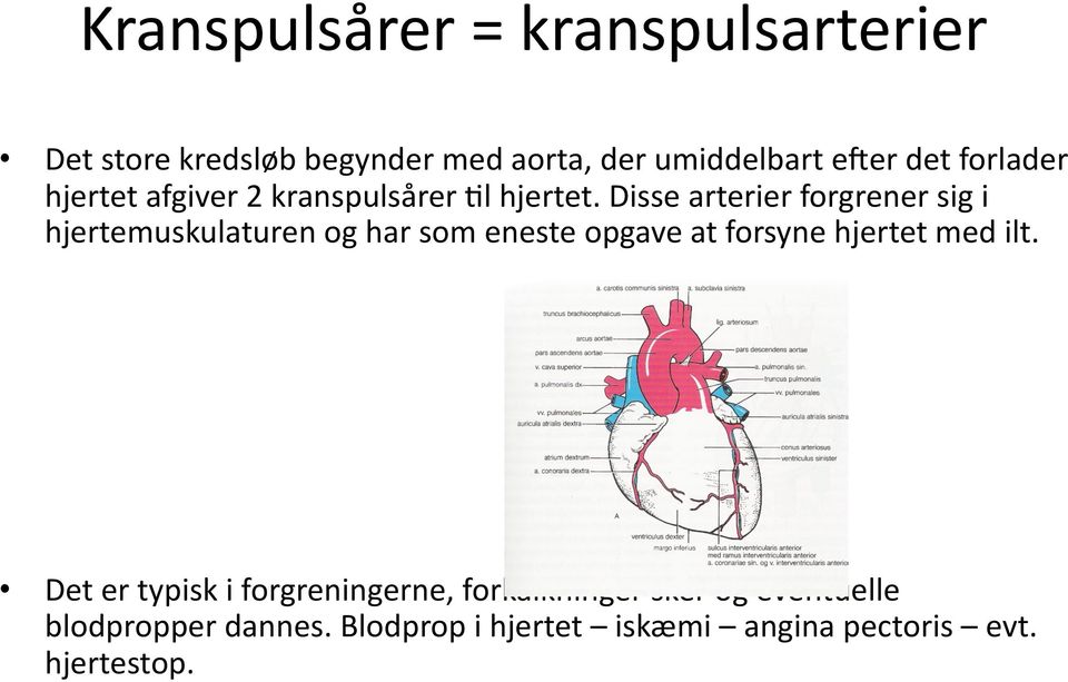 Disse arterier forgrener sig i hjertemuskulaturen og har som eneste opgave at forsyne hjertet med