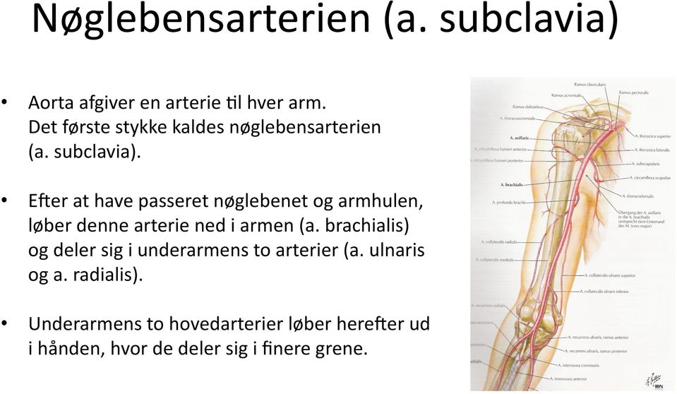 E>er at have passeret nøglebenet og armhulen, løber denne arterie ned i armen (a.