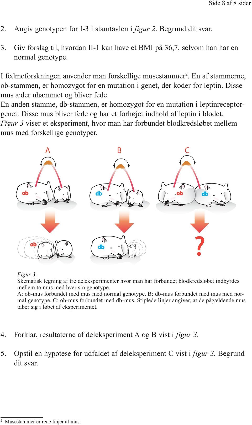 En anden stamme, db-stammen, er homozygot for en mutation i leptinreceptorgenet. Disse mus bliver fede og har et forhøjet indhold af leptin i blodet.