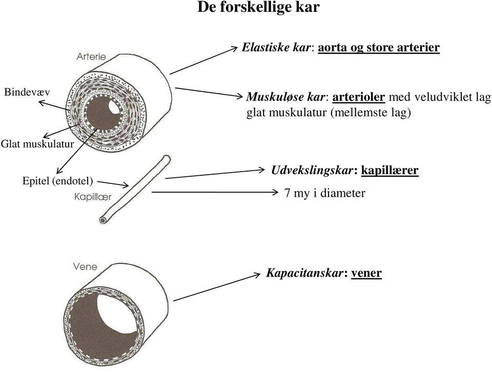 muskulatur (mellemste lag) Glat muskulatur Epitel (endotel)