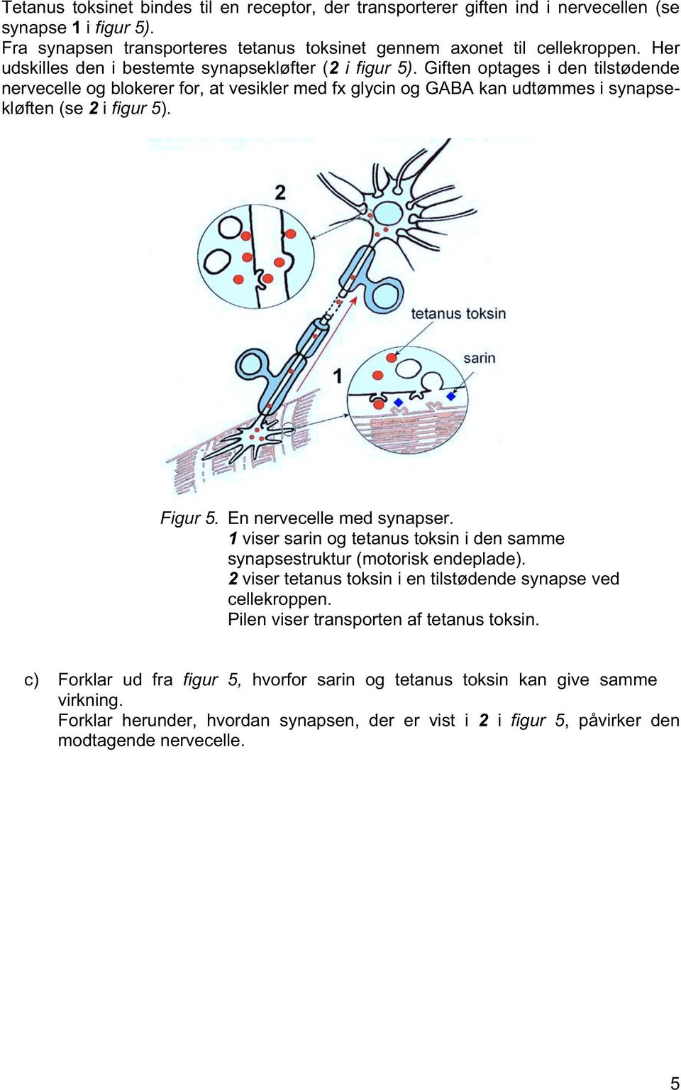 nervecelle med synapser 1 viser sarin og tetanus toksin i den samme synapsestruktur (motorisk endeplade) 2 viser tetanus toksin i en tilstødende synapse ved cellekroppen Pilen viser transporten af