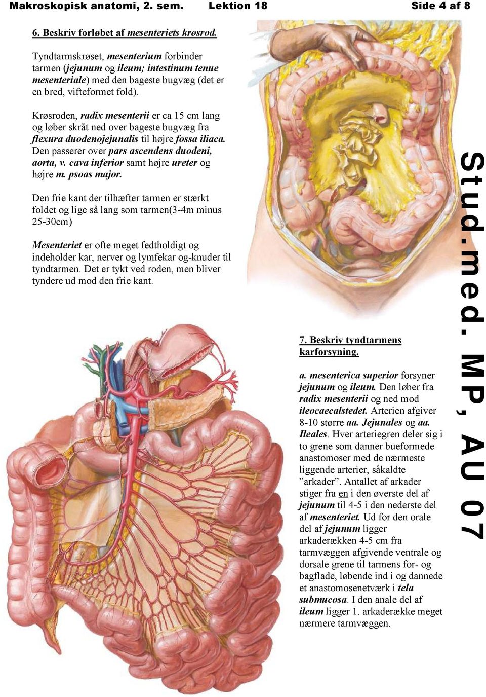 Krøsroden, radix mesenterii er ca 15 cm lang og løber skråt ned over bageste bugvæg fra flexura duodenojejunalis til højre fossa iliaca. Den passerer over pars ascendens duodeni, aorta, v.