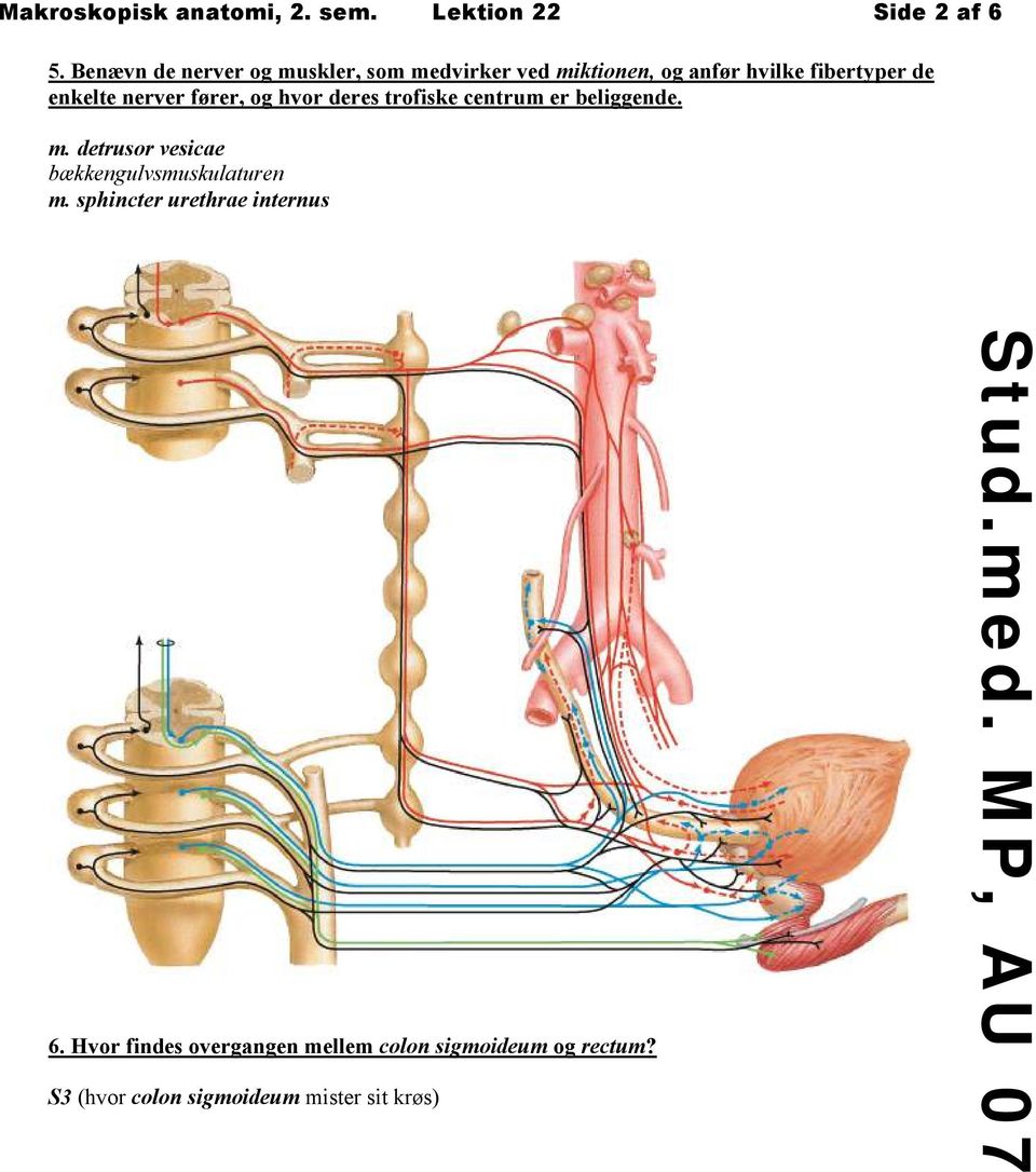 nerver fører, og hvor deres trofiske centrum er beliggende. m.