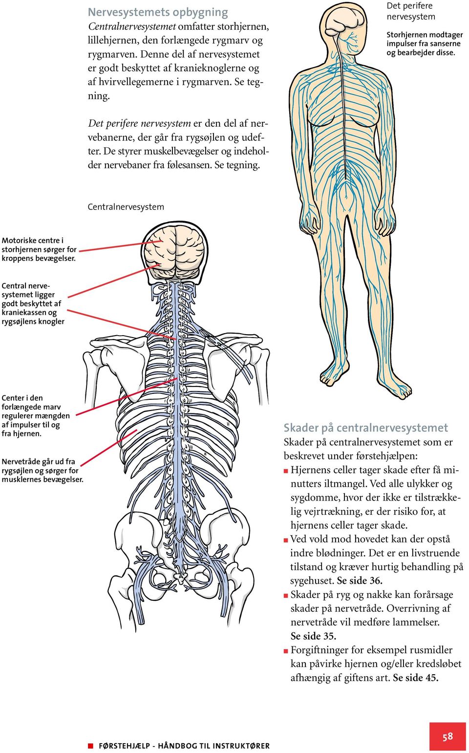 Det perifere nervesystem er den del af nervebanerne, der går fra rygsøjlen og udefter. De styrer muskelbevægelser og indeholder nervebaner fra følesansen. Se tegning.