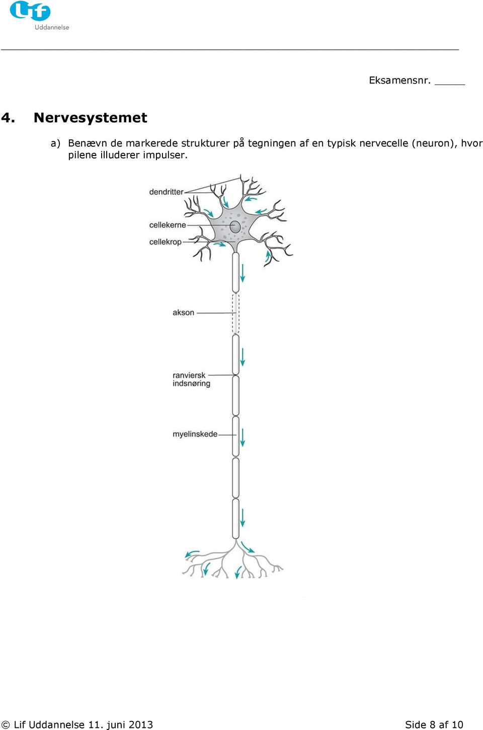 nervecelle (neuron), hvor pilene illuderer