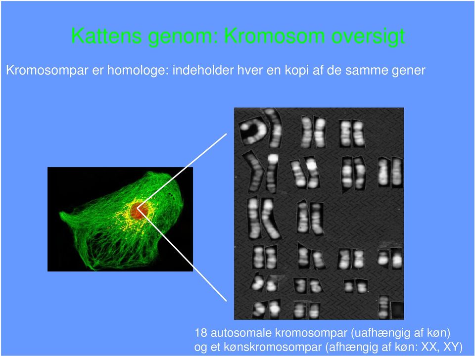gener 18 autosomale kromosompar (uafhængig af