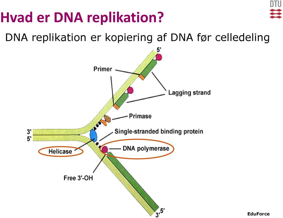 DNA før celledeling 20 DTU