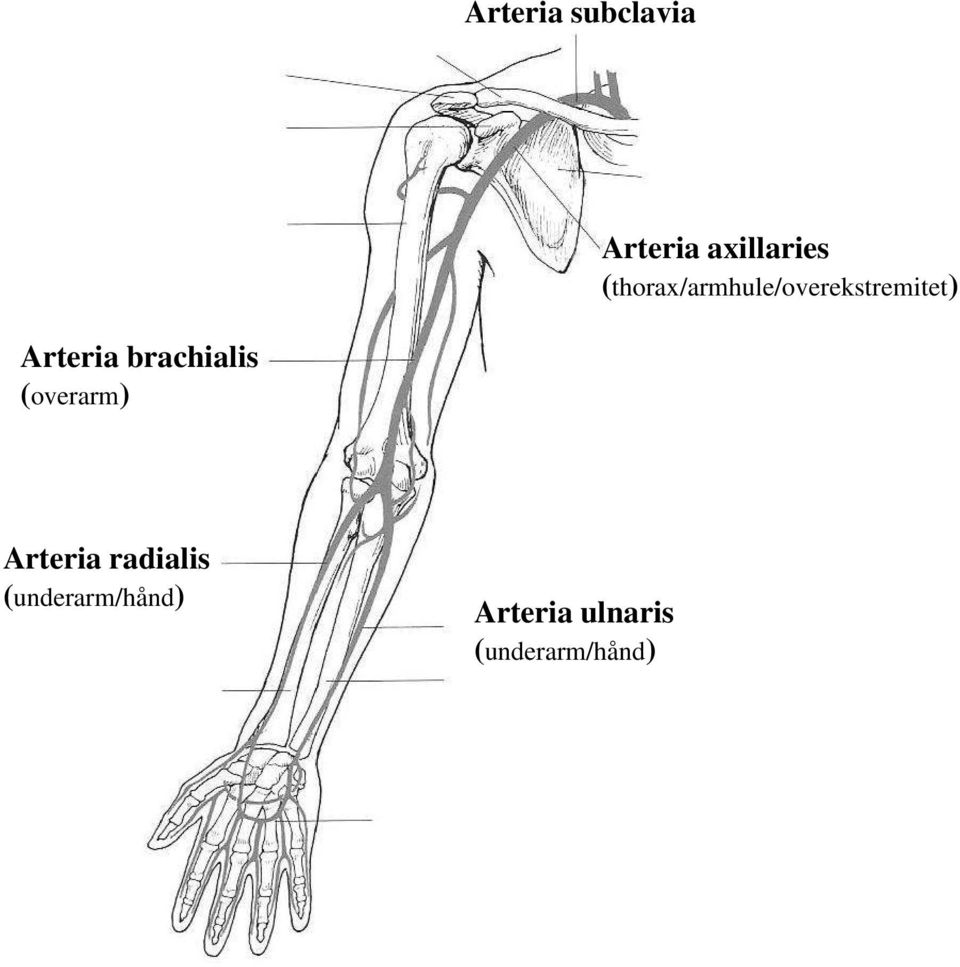 brachialis (overarm) Arteria radialis