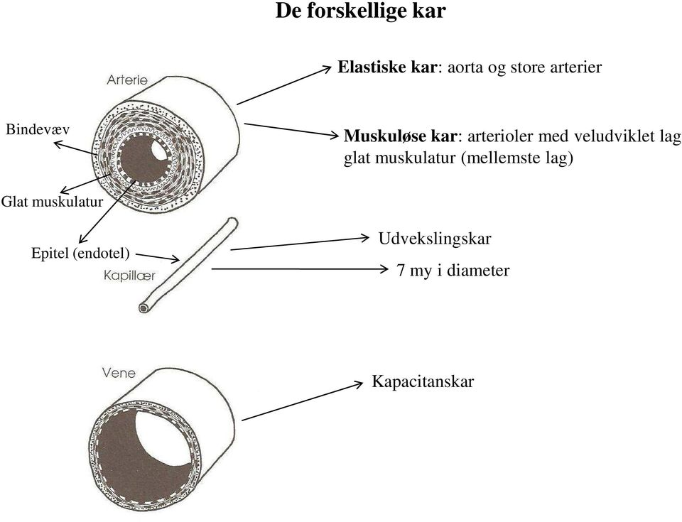 veludviklet lag glat muskulatur (mellemste lag) Glat