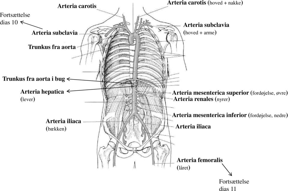 Arteria iliaca (bækken) Arteria mesenterica superior (fordøjelse, øvre) Arteria renales (nyrer)
