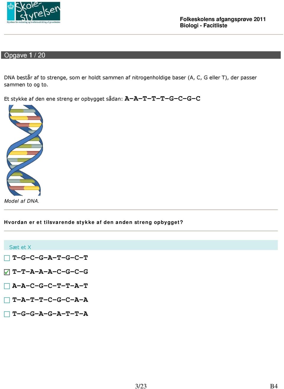 Et stykke af den ene streng er opbygget sådan: A-A-T-T-T-G-C-G-C Model af DNA.