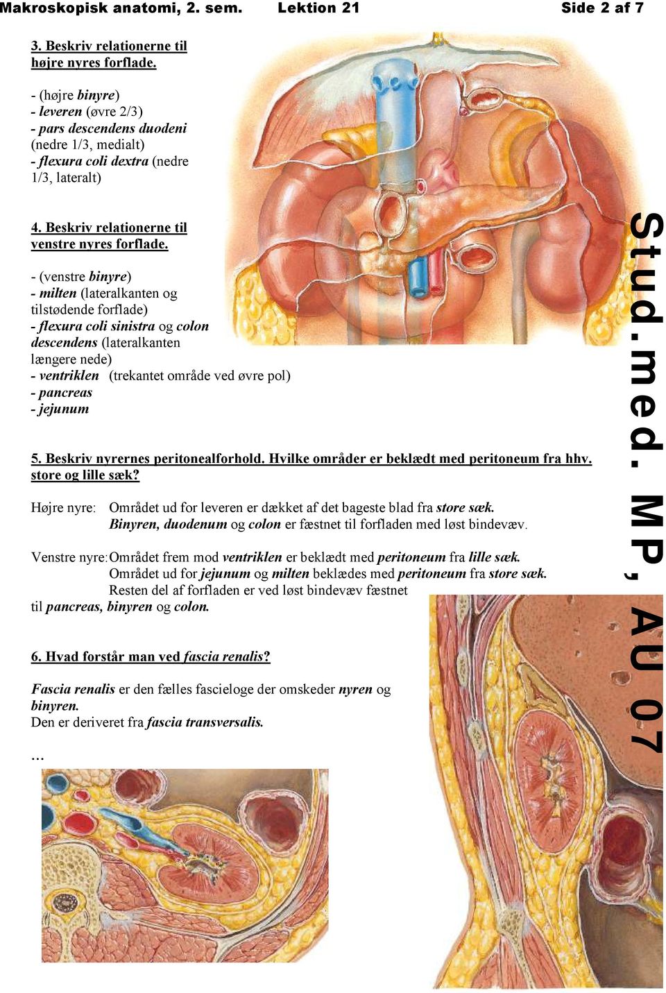 - (venstre binyre) - milten (lateralkanten og tilstødende forflade) - flexura coli sinistra og colon descendens (lateralkanten længere nede) - ventriklen (trekantet område ved øvre pol) - pancreas -