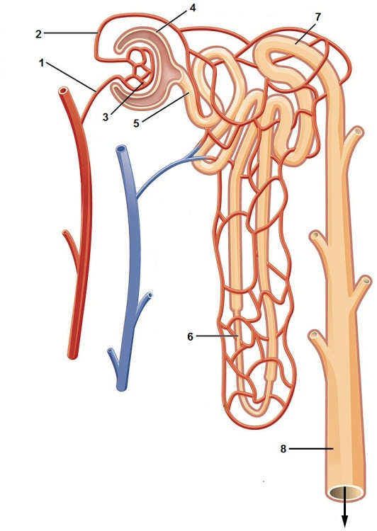Anatomi og fysiologi herunder genetik: Opgave 1 Urindannelsen (13 point) a. Nævn navnene på de markerede strukturer 1-8 1. Afferent arteriole 2. Efferent arteriole 3.