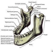 underkæben (mandibula) og kæbeleddet: er hæftet via kæbeleddet til kraniet, er den eneste bevægelige
