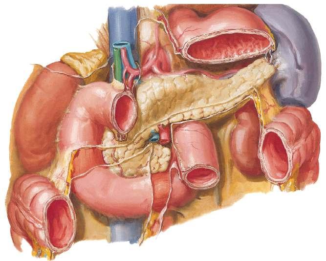 Makroskopisk anatomi, 2. sem. Lektion 20 Side 4 af 6 4. Angiv pancreas relationer til peritoneum. Pancreas ligger retroperitonealt opadtil i bughulen.