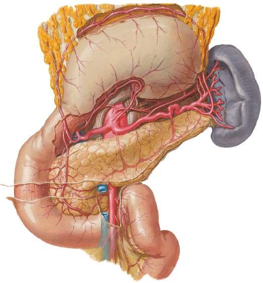 Makroskopisk anatomi, 2. sem. Lektion 20 Side 5 af 6 6. Beskriv pancreas arterieforsyning. Kirtlen forsynes ved tre sæt arterier: a. pancreaticoduodenalis superior (fra a.