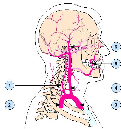 Vigtige arterier hoved og hals Skriv