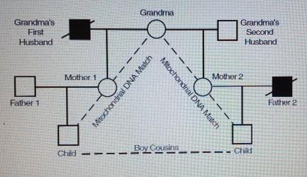 Figur 1 Stamtræ over de to fætre og deres forældre.