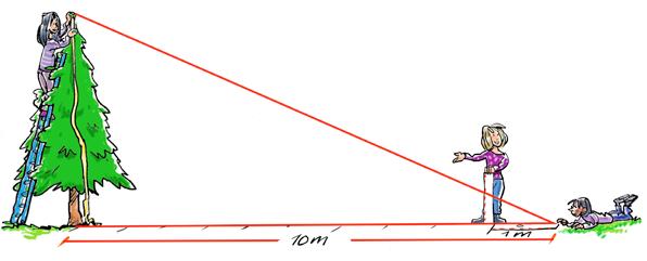 Når forholdet mellem de ensliggende sider kendes, kan højden beregnes ved at gange forholdet med afstanden på målepinden.
