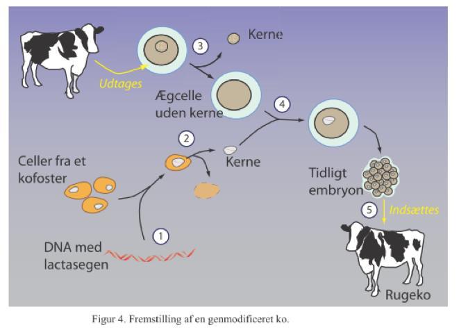 5. Skriv en kort figur tekst til figur 4, der beskriver hvordan en genmodificeret ko kan fremstilles. DNA med lactasegen syntetiseres i laboratoriet (1).