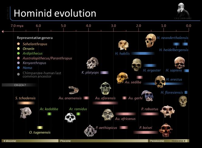 De første hominider Der har været mange forskellige
