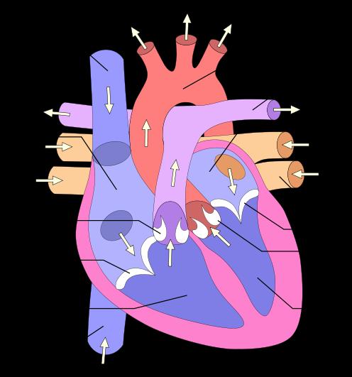 Hjertets anatomi 1: Højre forkammer 2: Venstre forkammer 3: Øvre