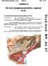Makroskopisk anatomi, 2. sem. Lektion 4 Side 1 af 10. Lektion 4. De øvre tungebensmuskler, regioner m.m.