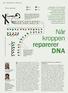 Når kroppen reparerer DNA. DNA-kopiering