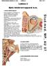 Makroskopisk anatomi, 2. sem. Lektion 2 Side 1 af 7. Lektion 2. Øjets bindevævsapparat m.m. 2. (n. opticus forløb)