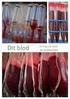 Human Biologi Blodtypebestemmelse og og bloddonation