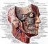 Sinus Maxillaris. - anatomi og patologi. Anatomi. Sinus Concha nasalis Superior Medius Inferior Meatus nasi Superior Medius Inferior