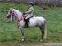 Regler om registrering og kåring i Avlsforeningen for New Forest Ponyer i Danmark